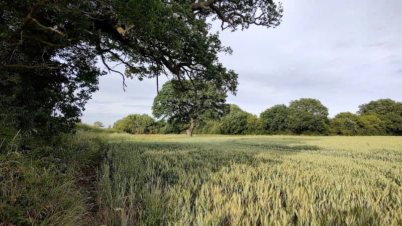 Knight's Wood - Image 2