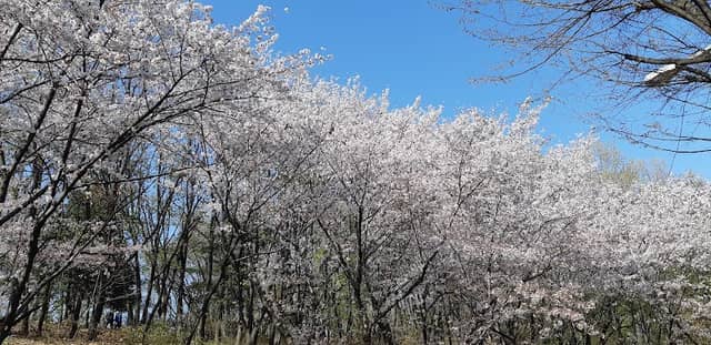 Dogumeori Park - Image 2