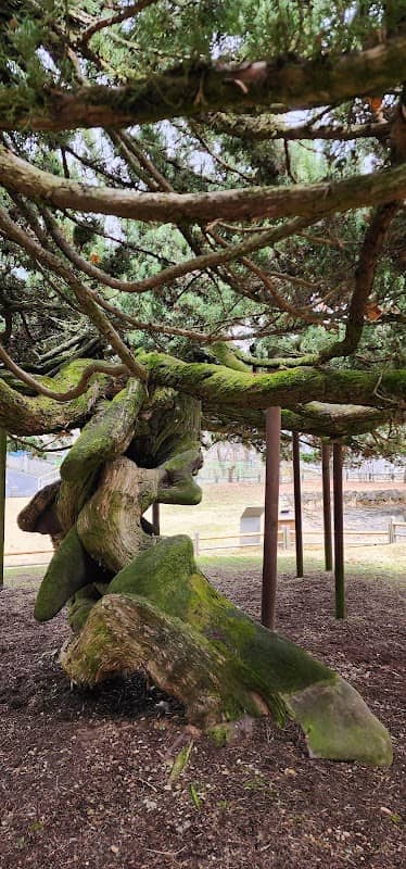Bongsan-dong juniper - Image 1