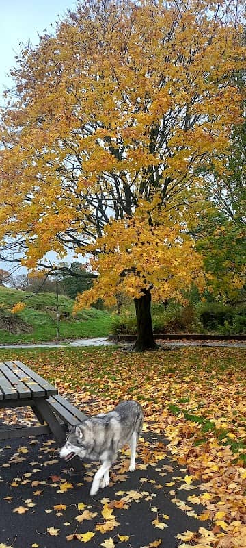 Carlibar Park - Image 2