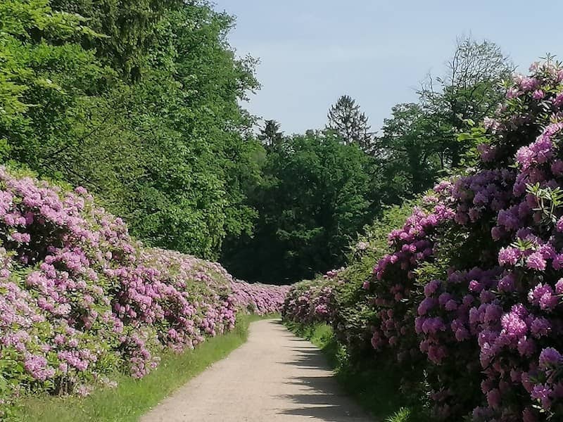 Rhododendronlaan, De Lutte - Image 1