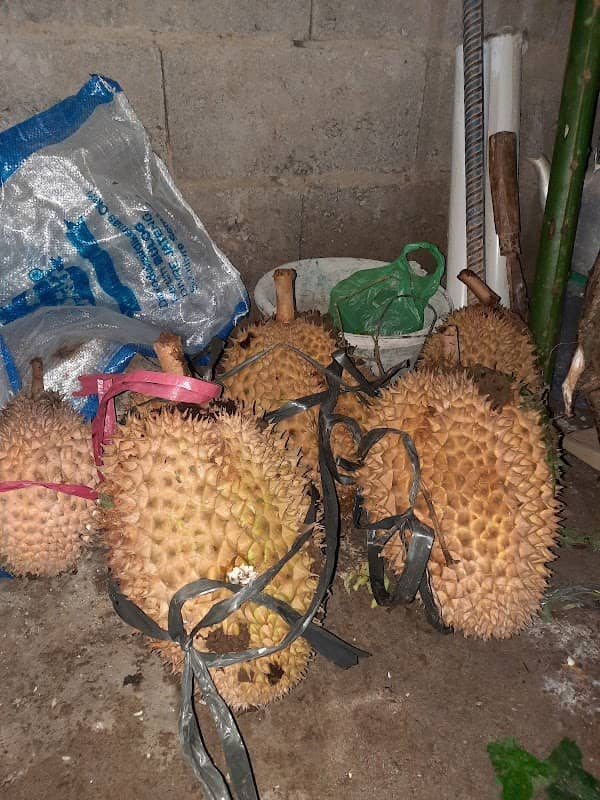 Kebun durian - Image 1