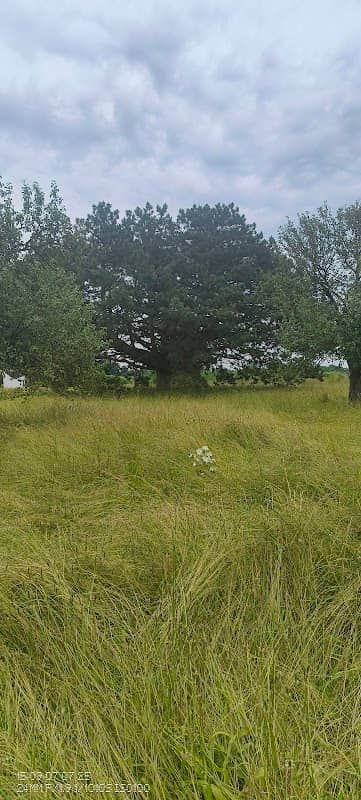 Dubes priede - Image 2