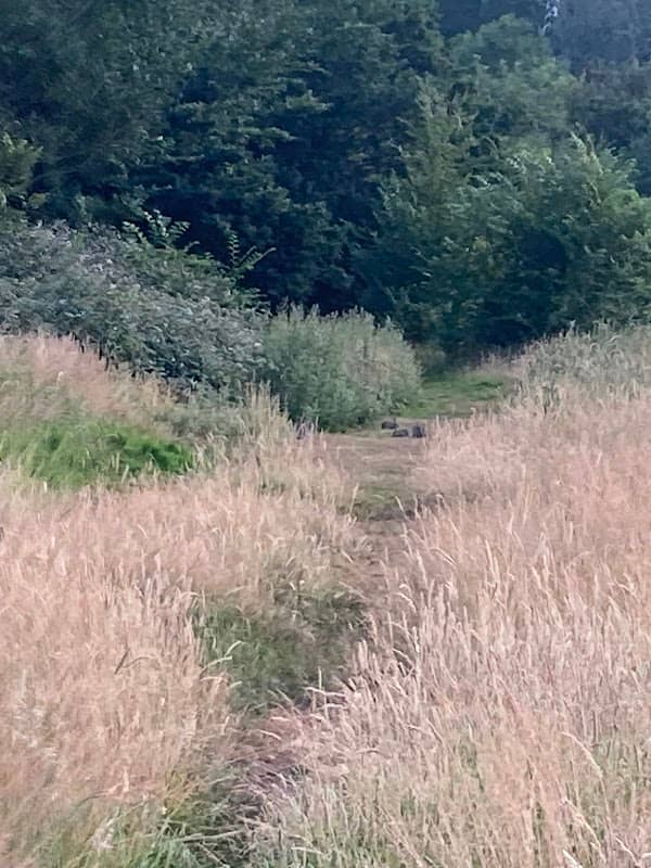 Springfield nature reserve - Image 2