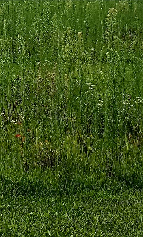 PHS Pollinator Habitat - Image 2