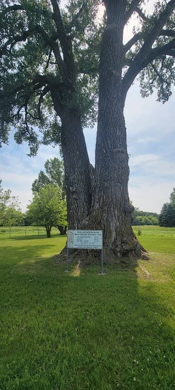 Uncle John’s Giant Champion Cottonwood - Image 1