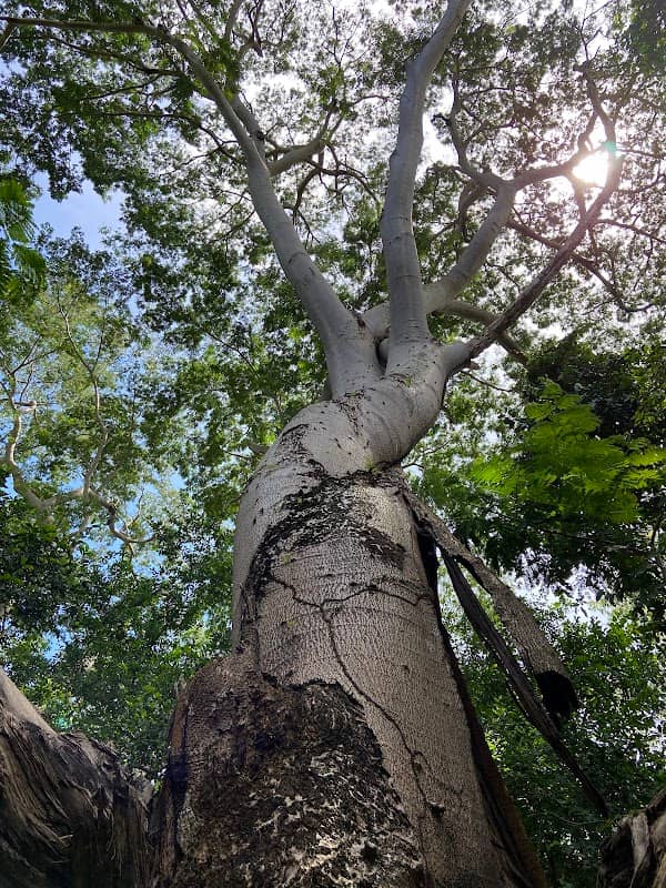 Nong Ta Yu Arboretum - Image 1