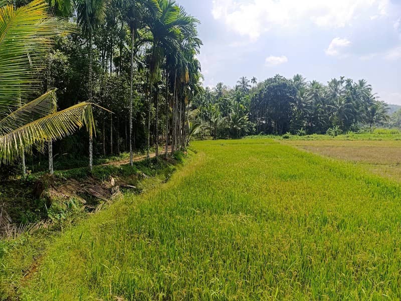 පුවක්ගස් මන්ඩිය (Photo location ) - Image 1