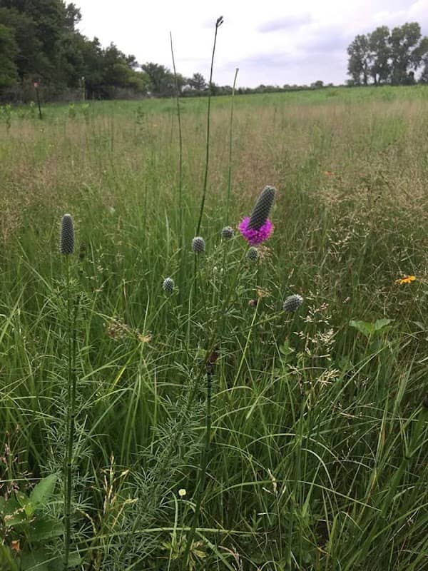 Fertig Tallgrass Prairie - Image 2