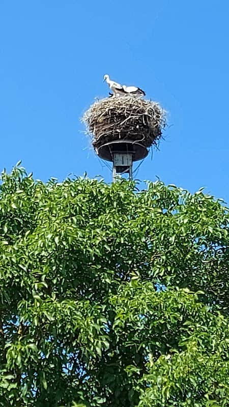 Storchennest 1 Erbstorf - Image 1