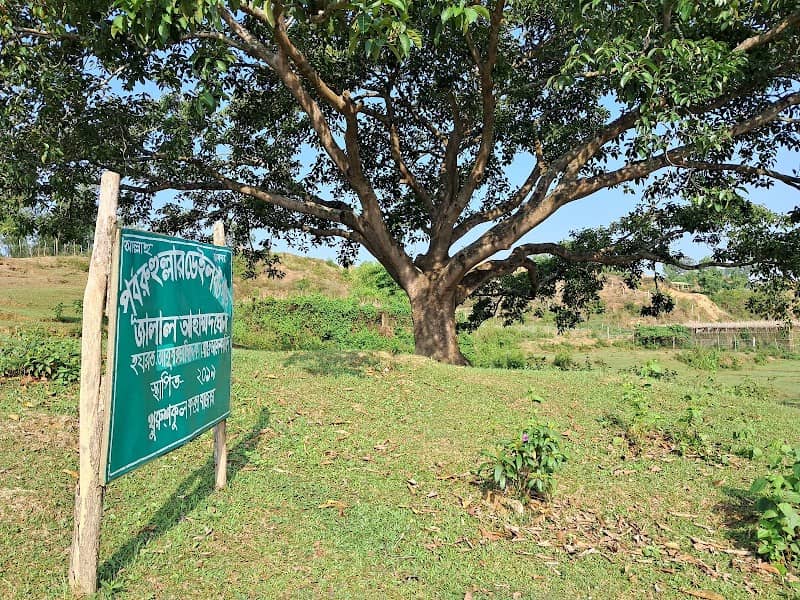 পূর্ব রুহুল্লার ডেইল বটগাছ - Image 1