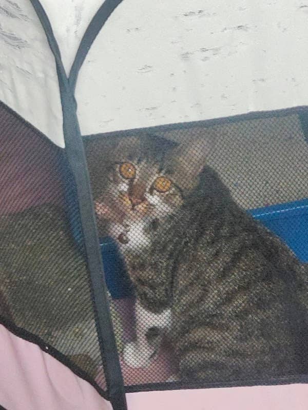 SESAME THE CAT - Image 2