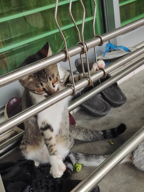 SESAME THE CAT - Image 1