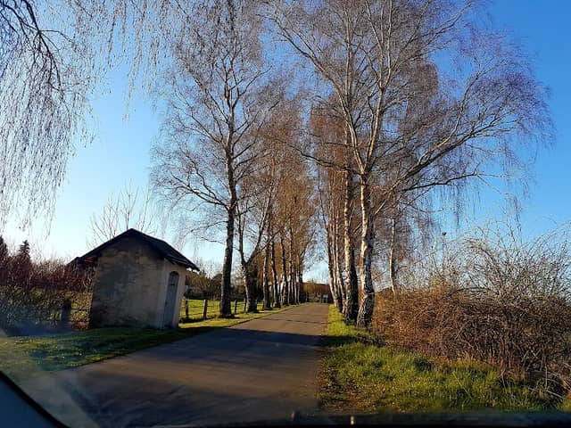 Schöne Birkenallee - Image 1
