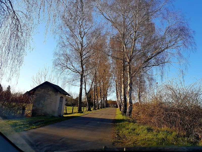 Schöne Birkenallee - Image 1