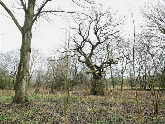 Chelmer Valley Local Nature Reserve - Image 1