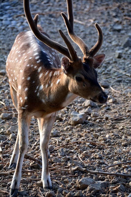 Deer Zoo - Image 2