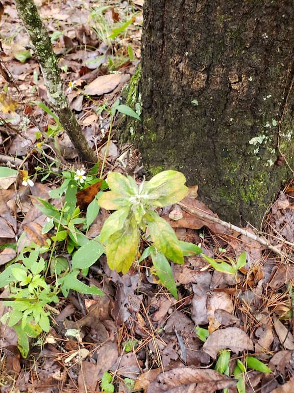 Miccosukee Greenway, continued - Image 2