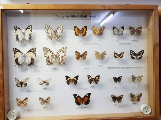 Butterfly Farm & Ski Garden - Image 1