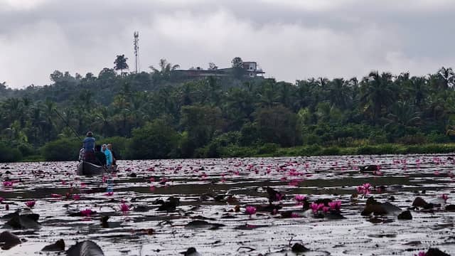 Koovode water lily view ponit 2 - Image 1