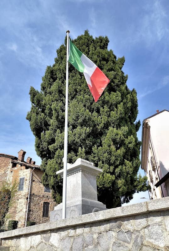 Cipresso Millenario - Somma Lombardo (va) - Image 1