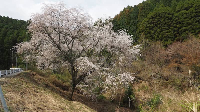 糸桜(木浦の一本桜) - Image 1