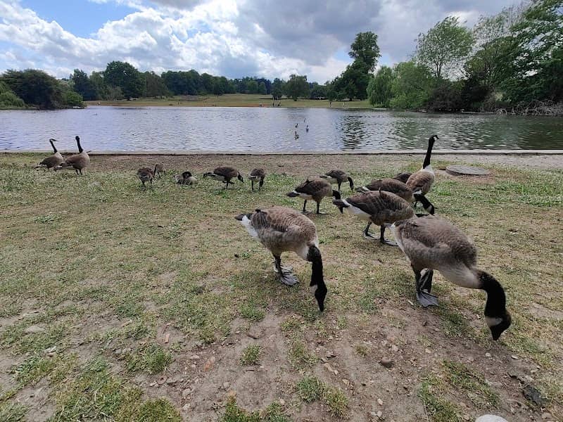 Verulamium Lake - Image 2