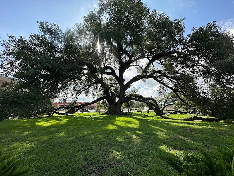 Hammond Square Oak - Image 2