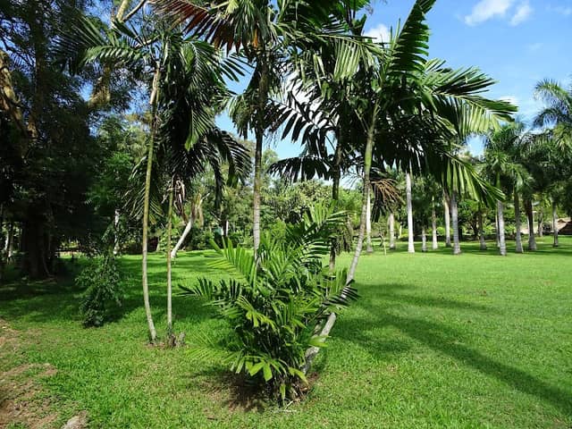 Lautoka Botanical Gardens - Image 1