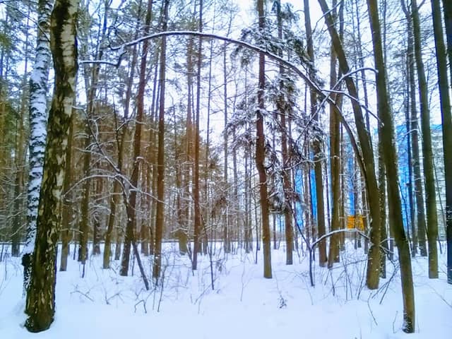 Chobotovskiy Les - Image 1