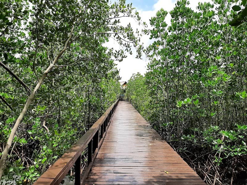 Mangrove Forest Park - Image 1