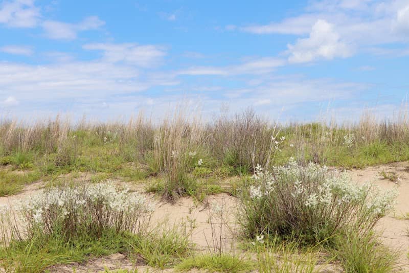 Edgar W. Schmidt Sand Prairie - Image 1