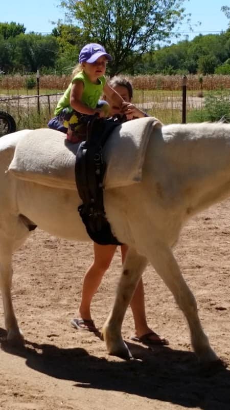 Lazy River Pony - Image 1