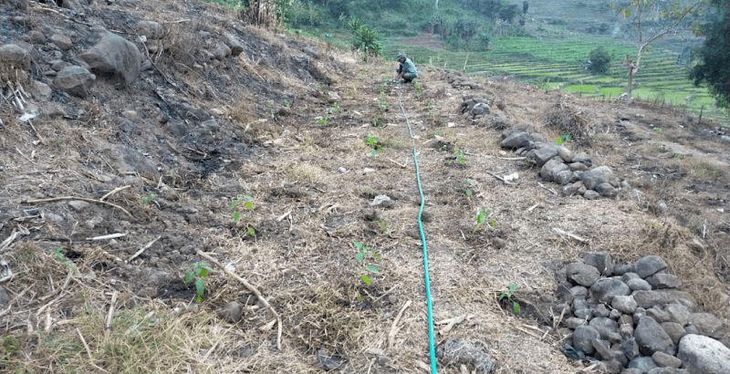 AGRO WISATA CABE KEMAL FAMILY - Image 1