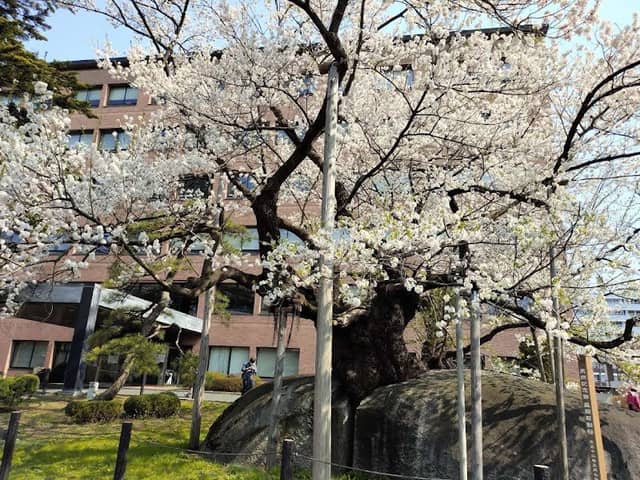 Ishiwarizakura (The Rock-Splitting Cherry Tree) - Image 1