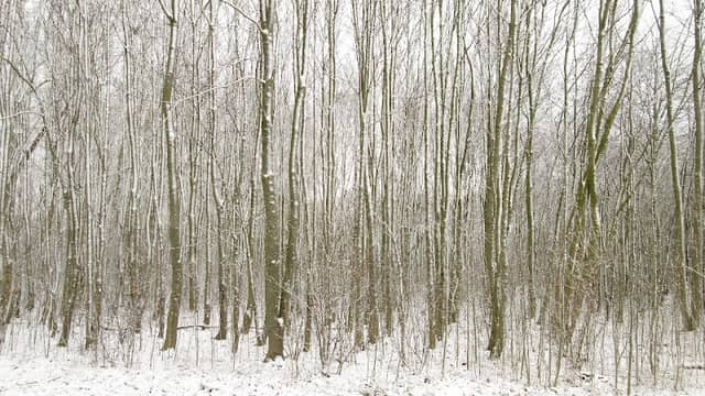 Franekerbos - Image 1