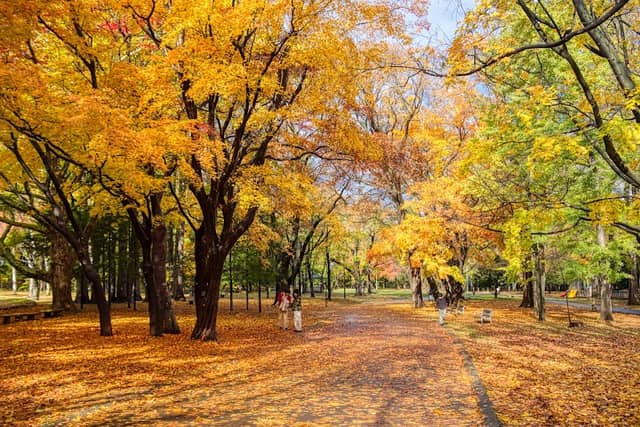 Maruyama Park - Image 2