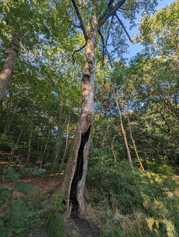 Hangbank Wood - Image 2