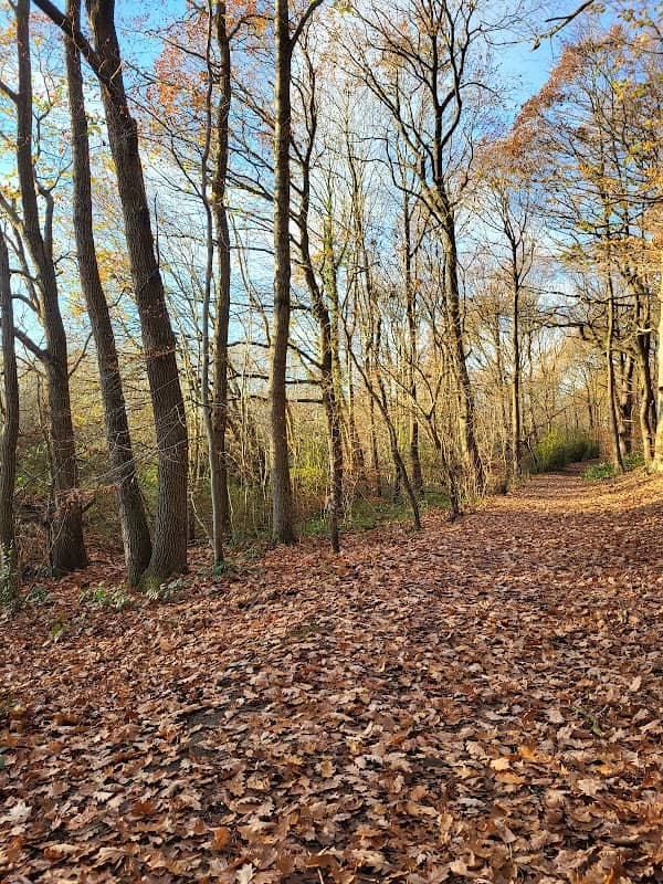 Hangbank Wood - Image 1
