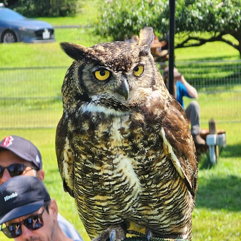 Birds Of Prey - Image 2