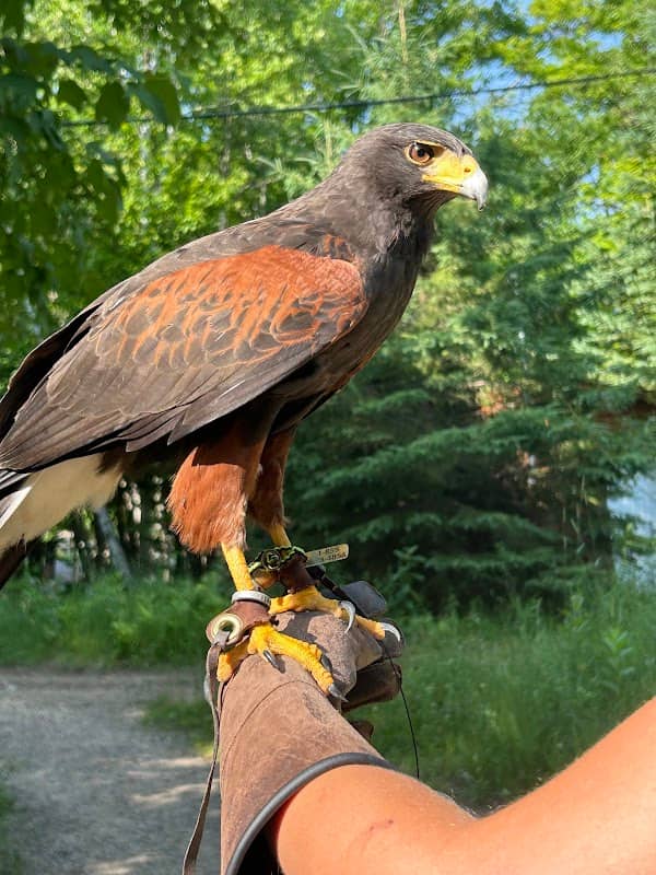 Birds Of Prey - Image 1