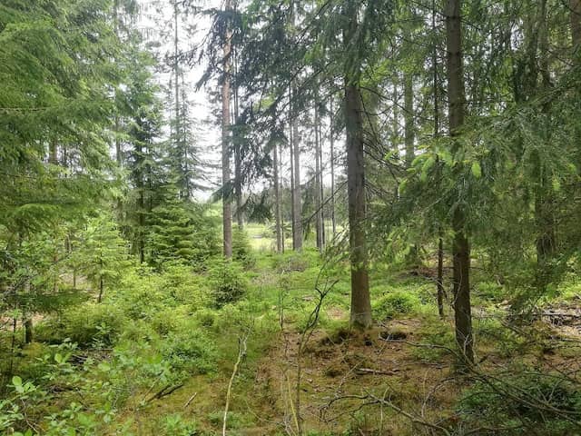 Zeitelmoos - Image 1