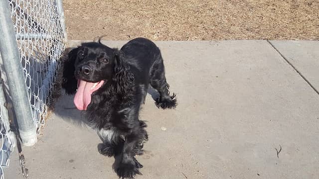 Fort Morgan Dog Park (Fulton) - Image 1