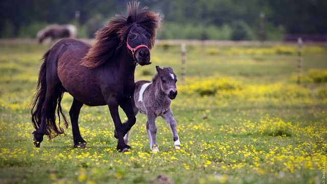 Banks Miniature Horse Farm - Image 2