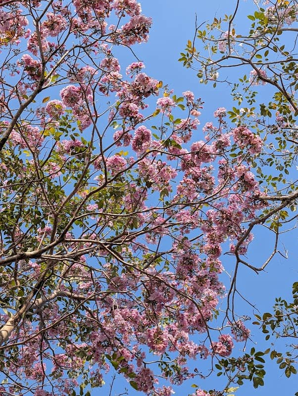 Haizhuhu Park - Image 1