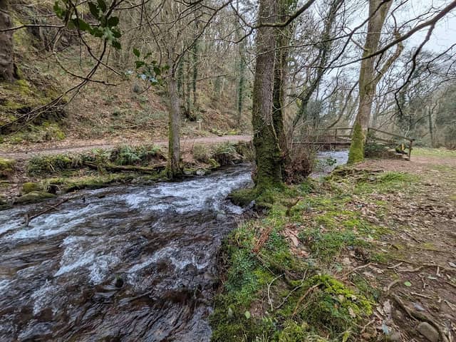 Dunkery & Horner Wood National Nature Reserve - Image 1