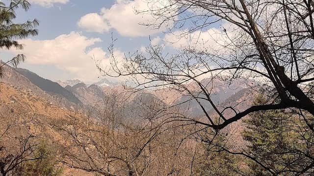Charu’s FOREST - Image 1