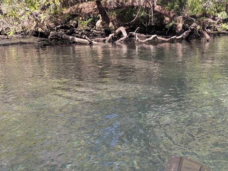 Chassahowitzka River and Coastal River Swamps - Image 1