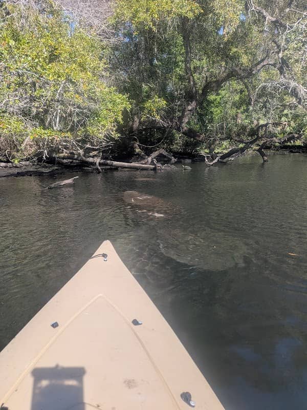 Chassahowitzka River and Coastal River Swamps - Image 2