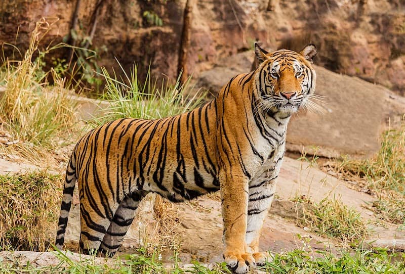 Jim Corbett National Park - Image 1